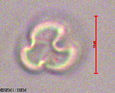 ISEM 1/Weinmannia_trichosperma_28579/Weinmannia_trichosperma_28579_0001(copy).jpg